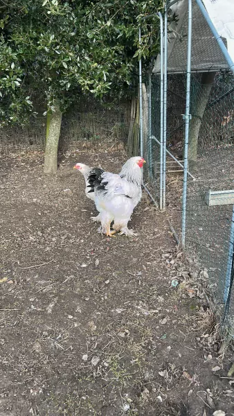 bragma hanan - afbeelding 4