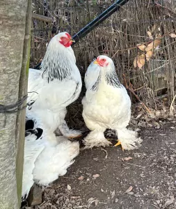 Kippen te koop verkopen wortegem-petegem Belgie - 52