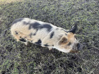Te koop 2 Kunekune stamboek gelten - afbeelding 2