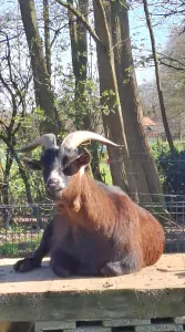 Geitenbokjes gecastreerd 3x gratis - afbeelding 2