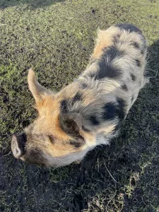 Te koop 2 Kunekune stamboek gelten - afbeelding 5