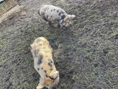 Te koop 2 Kunekune stamboek gelten - afbeelding 3