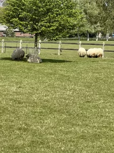 Te koop Drentse heide schapen - afbeelding 3