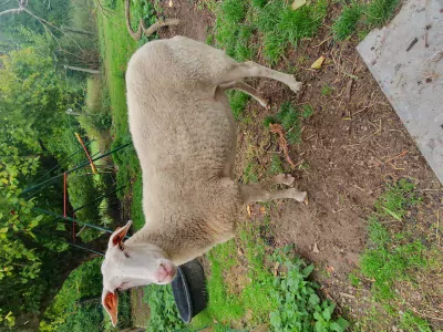 2 Belgische melkschaap ooien (1 jaar) - afbeelding 4