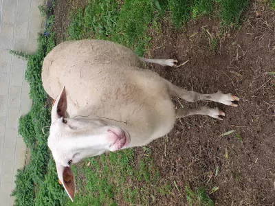 Melkschapen te koop verkopen Geraardsbergen Belgie - 49