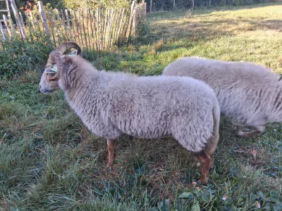 Heideschapen te koop verkopen Weert Nederland - 66