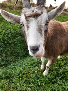 Toggenburger te koop verkopen Haulerwijk Nederland - 54