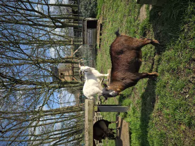 Geitenbokjes gecastreerd 3x gratis - afbeelding 6