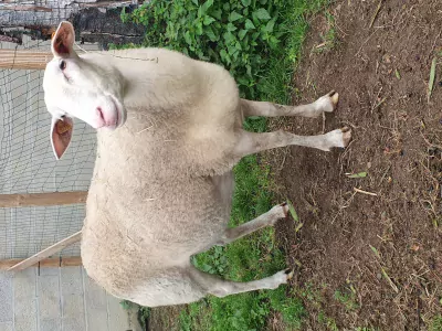 2 Belgische melkschaap ooien (1 jaar) - afbeelding 3