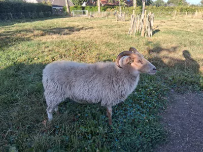 Te koop,twee mooie Drentse Heideschapen - afbeelding 2