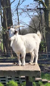 Bonte geit te koop verkopen Heesch Nederland - 55