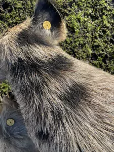 Te koop 2 Kunekune stamboek gelten - afbeelding 6