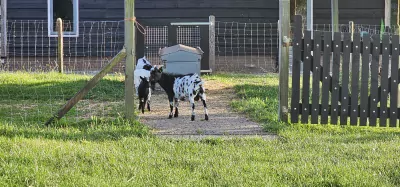 Koppeltje tamme dwerggeiten aangeboden - afbeelding 6