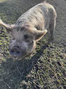 Te koop 2 Kunekune stamboek gelten - afbeelding 4