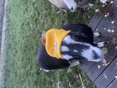 2 lieve tamme geiten van 3 jaar oud - afbeelding 4