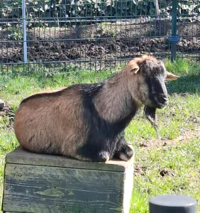 Geitenbokjes gecastreerd 3x gratis - afbeelding 3