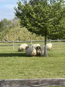 Te koop Drentse heide schapen - afbeelding 2