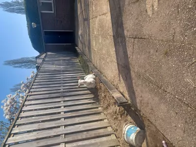 Nederlandse landgeit te koop verkopen Voorst Nederland - 53