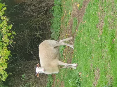 2 Belgische melkschaap ooien (1 jaar) - afbeelding 2
