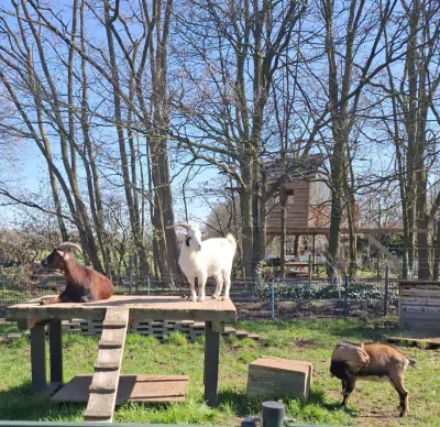 Geitenbokjes gecastreerd 3x gratis - afbeelding 4