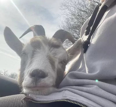 2 lieve tamme geiten van 3 jaar oud - afbeelding 2