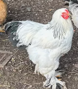 bragma hanan - afbeelding 2