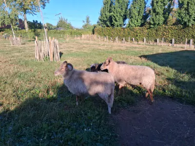 Te koop,twee mooie Drentse Heideschapen - afbeelding 3