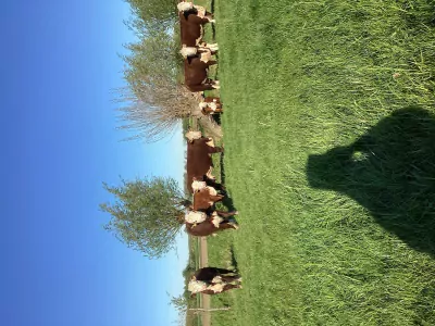 Hereford te koop verkopen Lexmond Nederland - 56