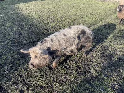 Kune kune varken te koop verkopen Nieuwveen Nederland - 51