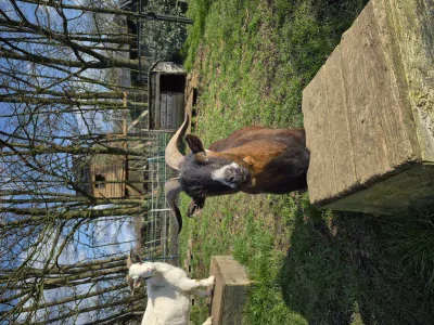 Geitenbokjes gecastreerd 3x gratis - afbeelding 5