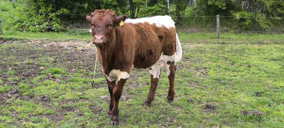 Pinzgauer rund te koop verkopen Harbrinkhoek Nederland - 57