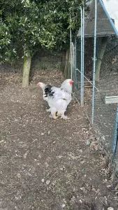 bragma hanan - afbeelding 4